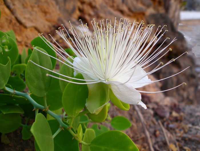 Capparis cartilaginea